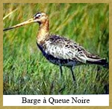 Barge à queue noire - 